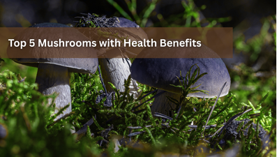 Top 5 Mushrooms with Health Benefits
