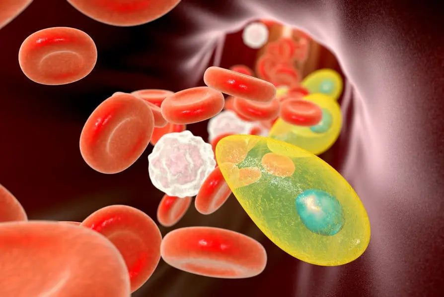 Why-Iron-Deficiency-is-Worse-Than-We-Thought-Parasites-Consume-Iron Dr. Clark Store