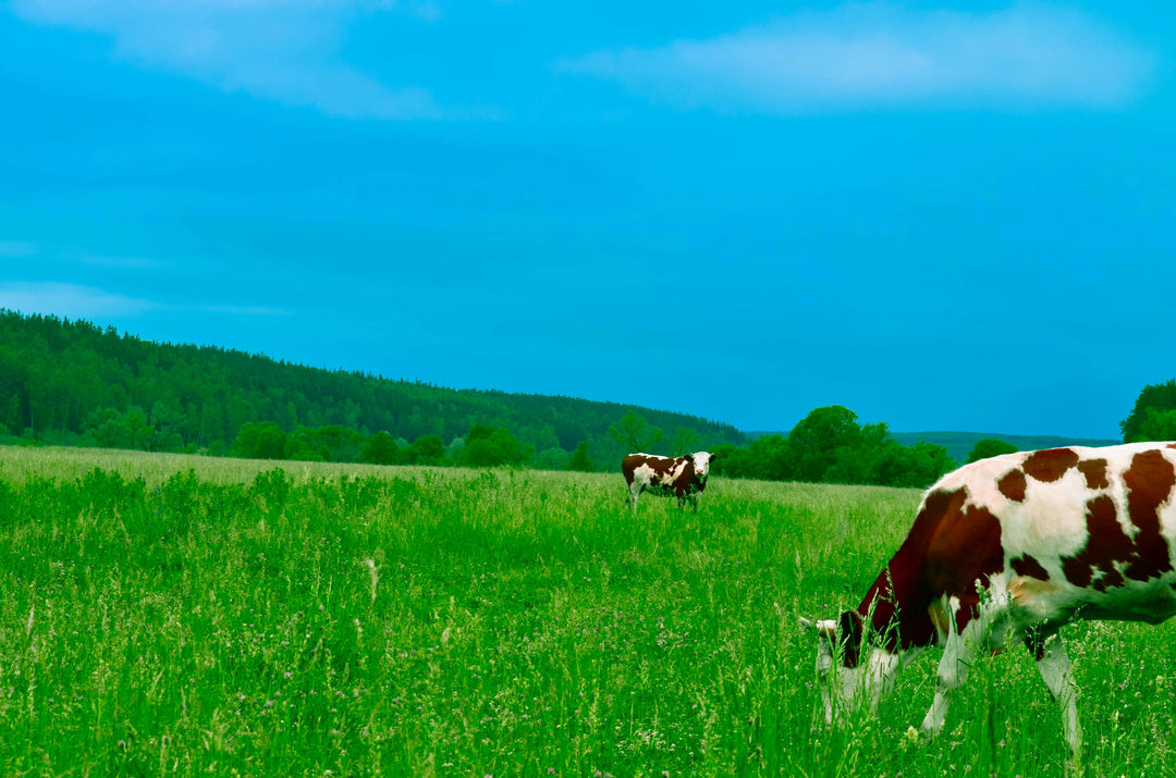 Two brown and white cows grazing in a vast green field under a blue sky.