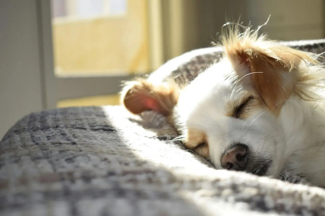 The-Importance-of-Sleep-Barriers-to-Achieving-It-and-Natural-Sleep-Aids Dr. Clark Store