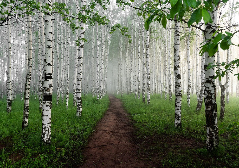 A narrow dirt path winding through a misty birch forest.