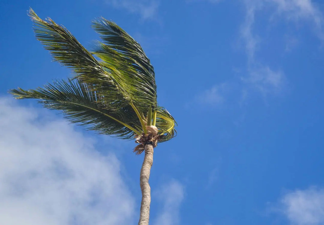 The-Unseen-Climate-Threat-How-Airborne-Microplastics-Could-Influence-Our-Weather Dr. Clark Store