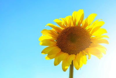 Cadmium in All Sunflower Seeds: ConsumerLab Findings