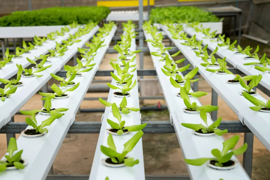 Monsanto-Patenting-Venom-Infused-Produce-The-Spike-Protein-Nicotine-Connection Dr. Clark Store