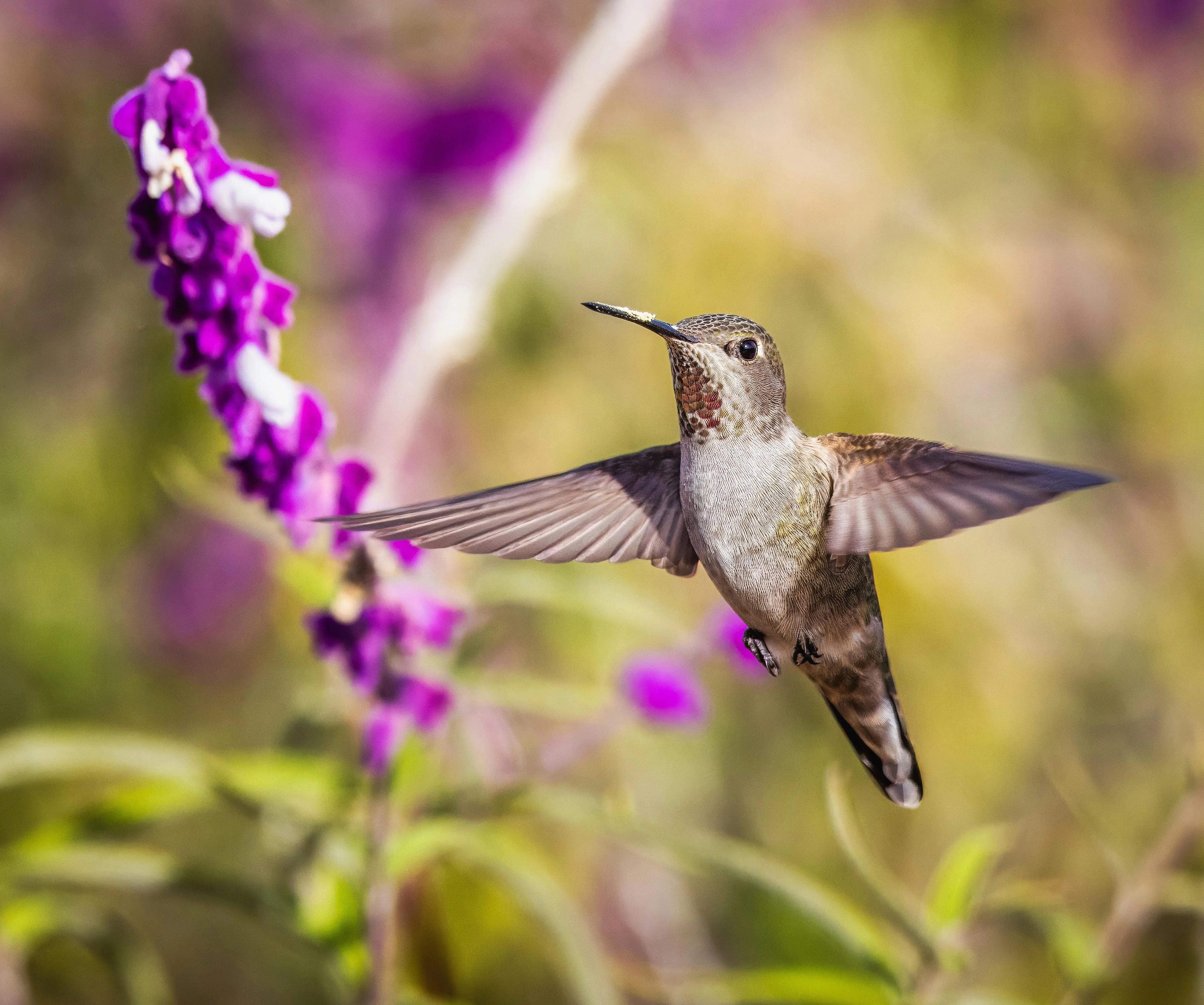Compass Learning Bird What Can The Magnetic Compass of Birds Teach Us About Our Own Biology ...