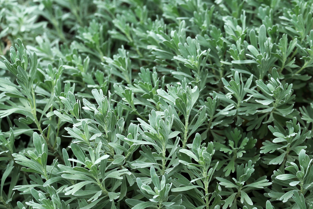 A close-up view of green, feathery Wormwood leaves growing in a garden.