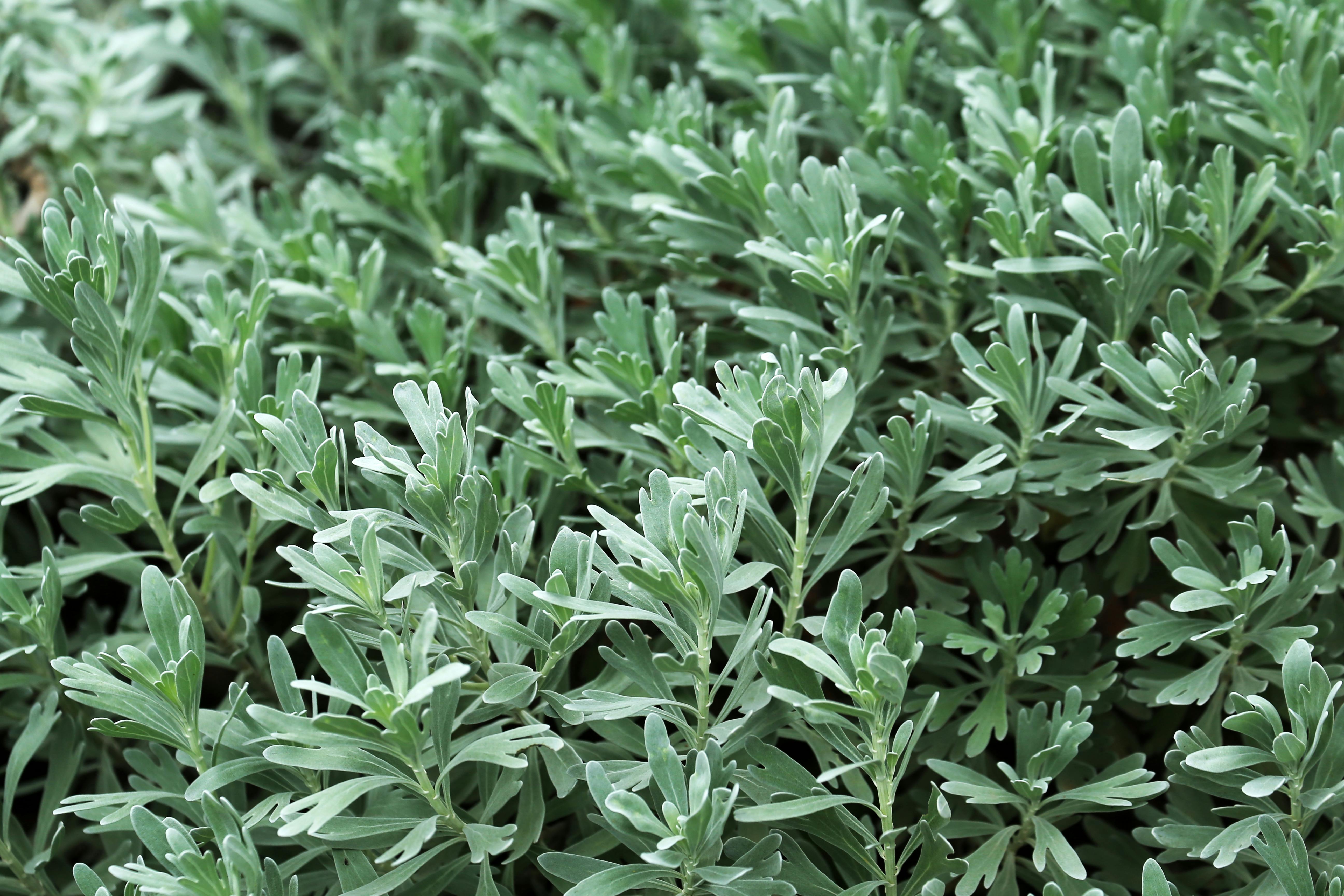 A close-up view of green, feathery Wormwood leaves growing in a garden.
