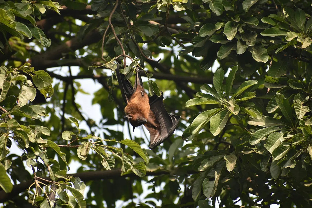 The-Fascinating-World-of-Bat-Biology-and-Viral-Resilience Dr. Clark Store