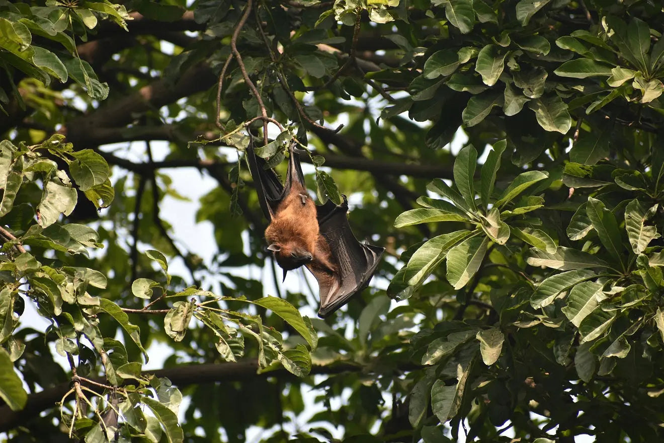 The-Fascinating-World-of-Bat-Biology-and-Viral-Resilience Dr. Clark Store