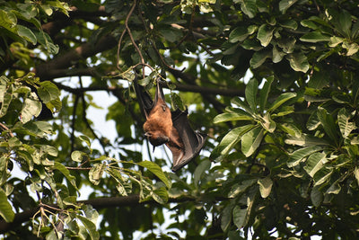 The Fascinating World of Bat Biology and Viral Resilience