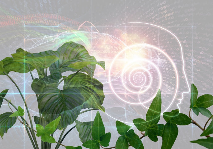 New Study Shows Plants Communicate Electrochemically Displaying Proto-Consciousness