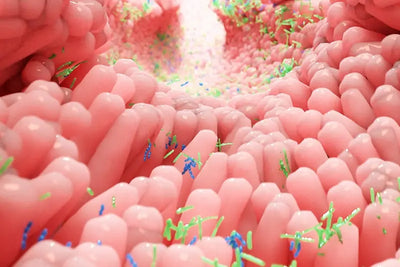 One of the Best Probiotic Species for a Healthy Gastrointestinal Microbiome