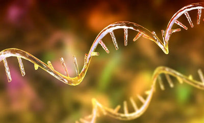 Accumulating RNA Hinders Antiviral Immunity and Promotes Neurodegeneration