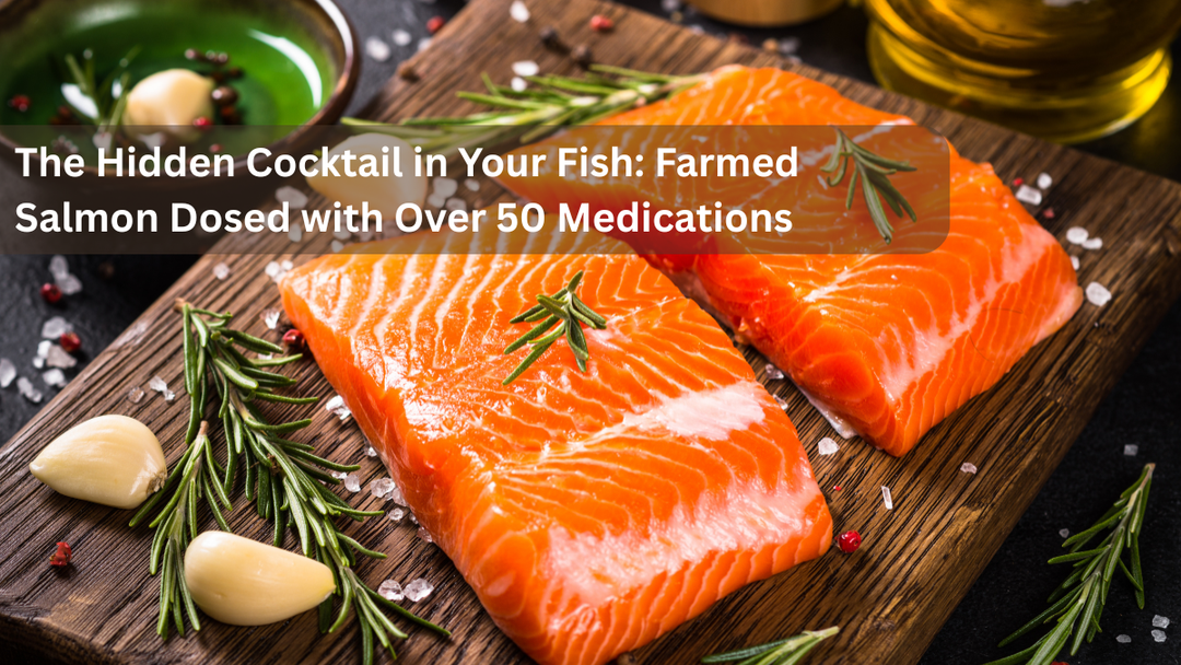 The Hidden Cocktail in Your Fish: Farmed Salmon Dosed with Over 50 Medications