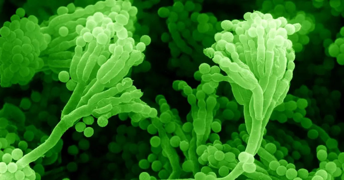 Why-are-Superbugs-Spreading Dr. Clark Store