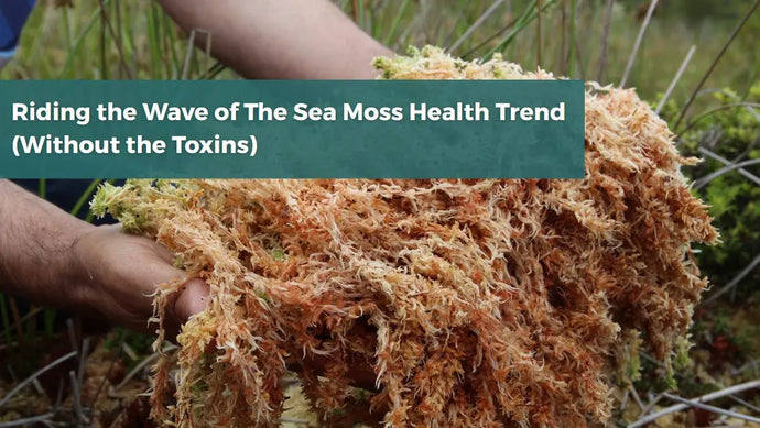 Riding the Wave of the Sea Moss Health Trend (Without the Toxins)
