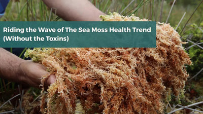 Riding the Wave of the Sea Moss Health Trend (Without the Toxins)