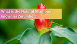 What is the Natural Shampoo known as Zerumbet?