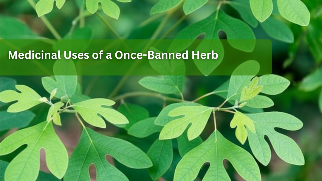 What are the Medicinal Uses of Sassafras?