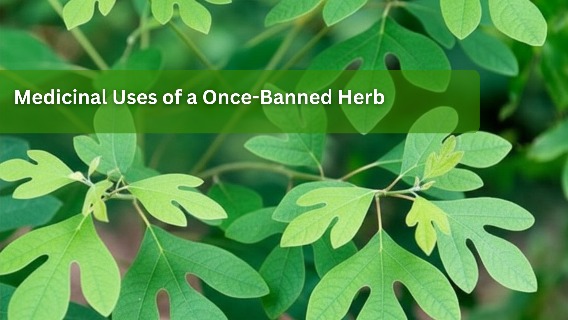 What are the Medicinal Uses of Sassafras?