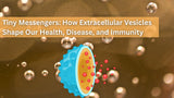 Tiny Messengers: How Extracellular Vesicles Shape Our Health, Disease, and Immunity