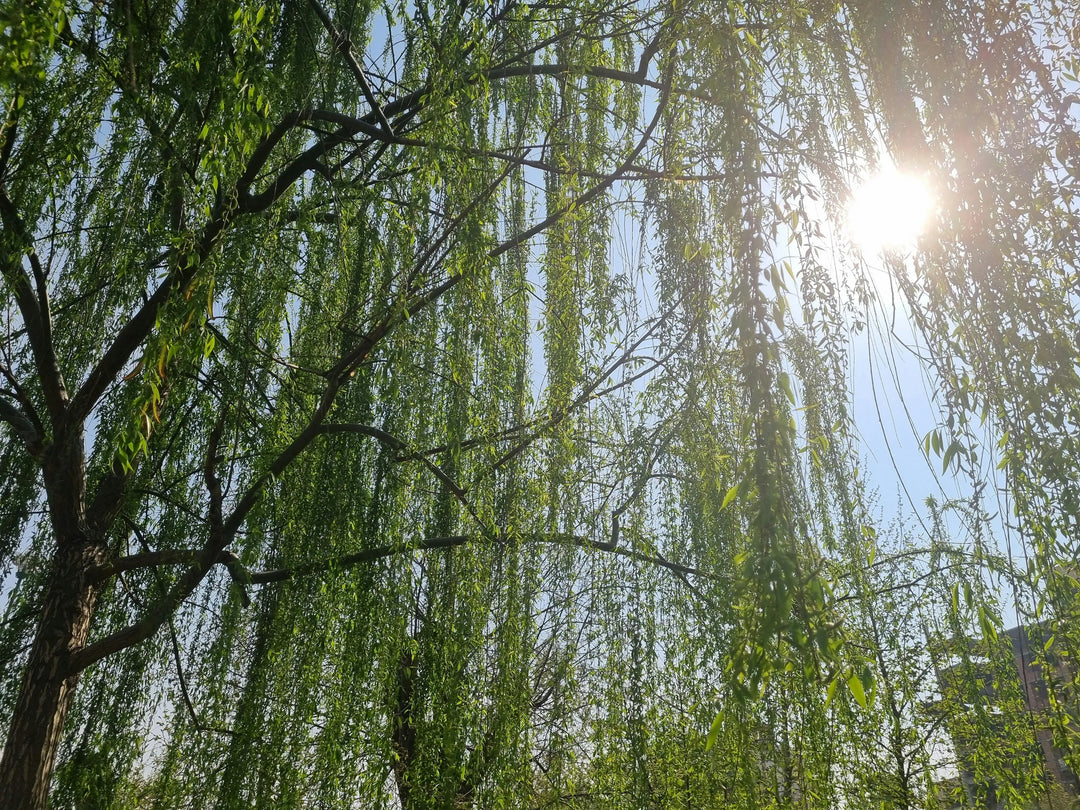 Aspirin vs White Willow Bark: What’s The Difference? Dr. Clark Store