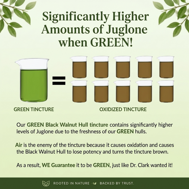 GREEN Black Walnut Hull Tincture (Extra Strength), 4 oz